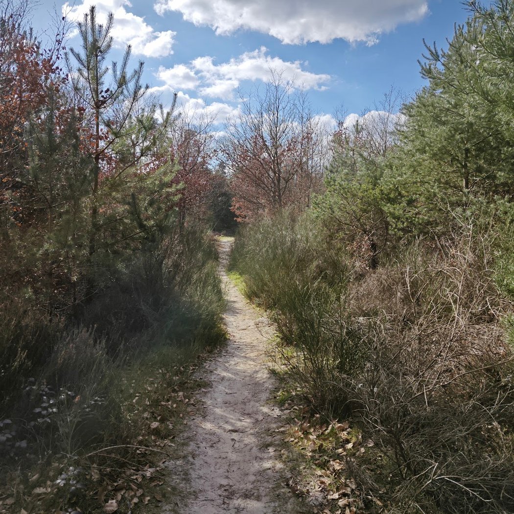Forrest of Fontainbleu - start of route blue 3